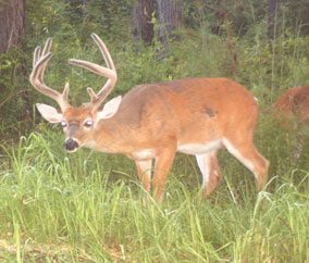 mature-buck-restricted