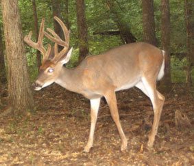 young-buck-unrestricted